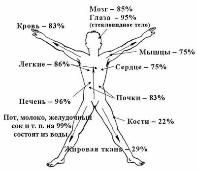 Вода в организме человека